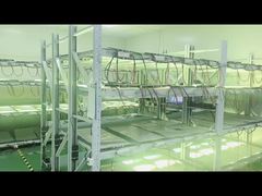 زمان تولید تا پیری